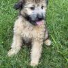 Madea  female aussiedoodle 14 week old