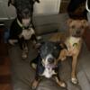 Blue Heeler Mix Puppies / Puppy (Australian Cattle Dog)
