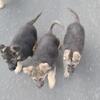Puppies