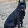 AKC Solid Black Cane Corso Male STUD