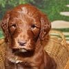 BEAUTIFUL RED IRISH DOODLE Puppies Available & Ready to Go Home