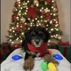  👑Sade – Female Mini Doodle Mix – $1,300 OBO
