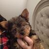 Adorable Purebred Yorkie Puppy10/7/2025