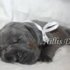 87.5% Euro Blue Great Dane Puppies