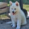 White AKC Female German Shepherd