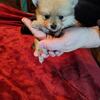 CKC Pomeranian puppies