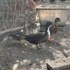 call duck trio
