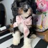 F1b Mini Bernedoodle -TRI