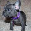 European French bulldog