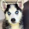 Akc Siberian husky puppies for sale