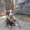 Mr. Freckles Chocolate Merle Male XL Bully
