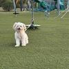Puppy for sale