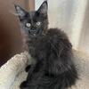 Maine coon boy