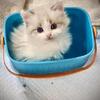 Male kittens 