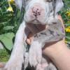 AKC Great Dane puppies RTG 5/8/24