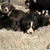 Beagle/weenie mix puppies