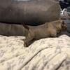 Micro Exotic Male Bully