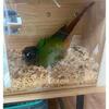 Pair of green check conures