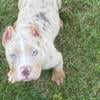 Pocket bully pups for sale for