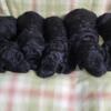 Beautiful Standard Poodle Puppies 