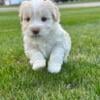 Chocolate nose Male Havanese. 8 weeks old. Akc registered. Located in elizabethtown ky