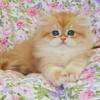 NEW!!!! Elite British kitten from Europe with excellent pedigree, male. Korzhik