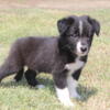 Border Collie pups ready now