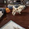 Purebred Shih Tzu Male