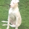 FEMALE DOGO ARGENTINO FOR SALE