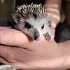 Male Hedgehog