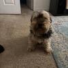 Dog for sale