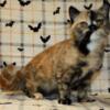 Sweet Tortoiseshell Exotic Female Short Hair