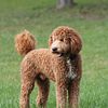 Handsome AKC red and white Poodle for stud!