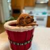 Purebred AKC Golden Retriever Puppy for Sale - Ready to Pick up Now - Green Collar
