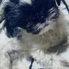 Looking for a shih tzu stud