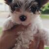 Purebred yorkshire terrier puppies and one parti male