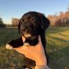 Cardigan Corgi and Golden Retriever Mix (Scout, Male)
