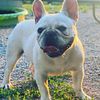 Stud Only AKC Cream French bulldog