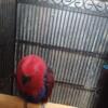 Redsided female eclectus