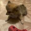 4 month old Pomeranian