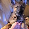 AKC German Shepherd puppies