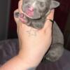 Pitbull Puppies Ohio Blue nose red nose American pitbull terrier