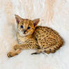 Gorgeous F2 Savannah Kitten