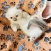 Blue Point Mitted Male Ragdoll