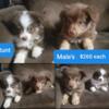 Fullblood Toy Australian shepherd puppies ( chocolate tri )