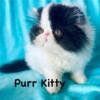 Persian Kitten-Purr Machine