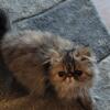 Persian kitten female for adoption