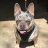 Adult Female Frenchie