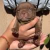 Micro exotic bully pups