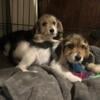 Shihzu beagle mix puppies